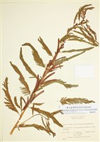 藏品(合萌屬)的圖片